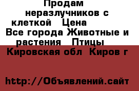 Продам 2 неразлучников с клеткой › Цена ­ 2 500 - Все города Животные и растения » Птицы   . Кировская обл.,Киров г.